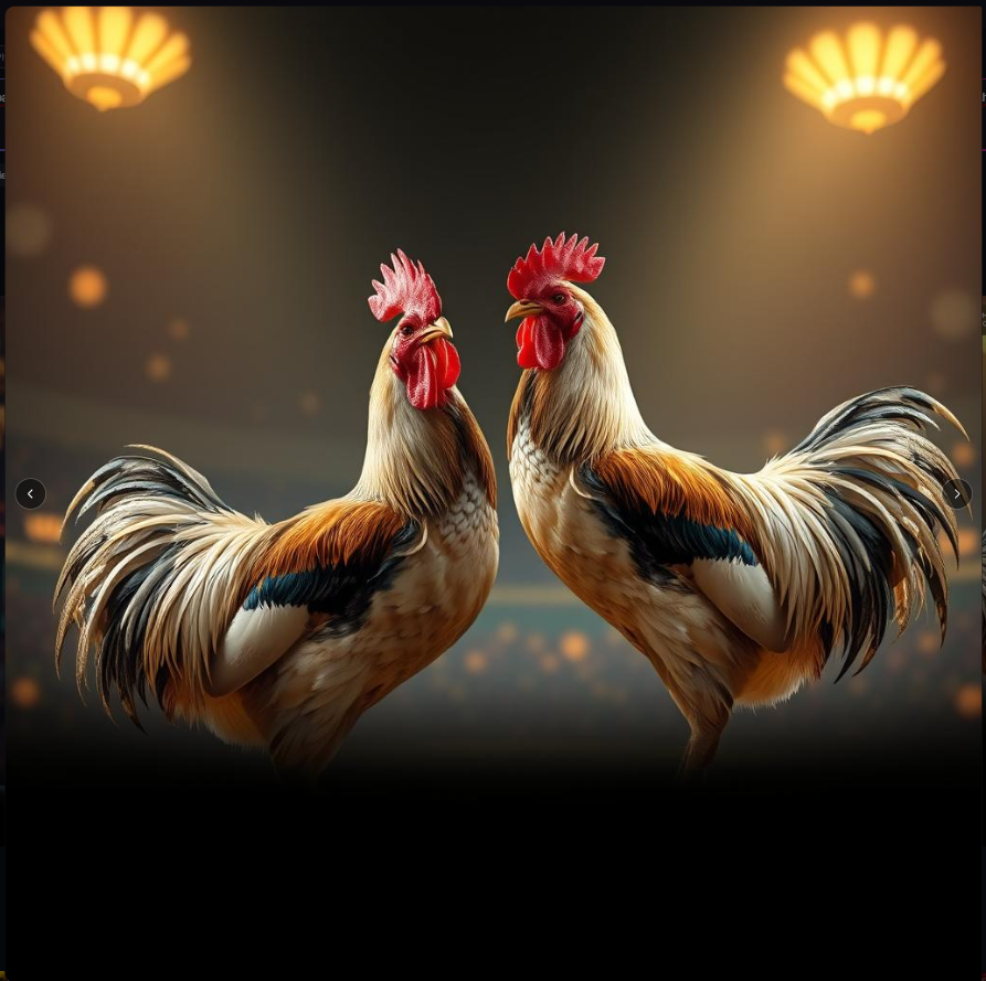 Sabung Ayam Online Terpercaya untuk Pengalaman Bertarung Nyata